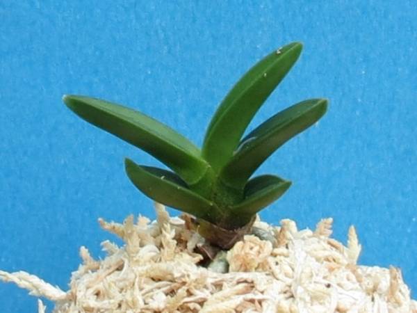 【風蘭花物博物館】富貴蘭の 長門丸　１本立ち　