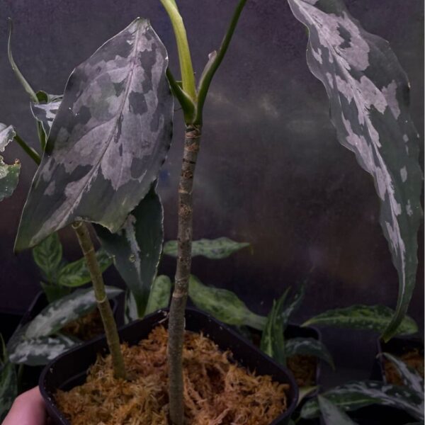 aglaonema pictum ⑤ アグラオネマ　ピクタム
