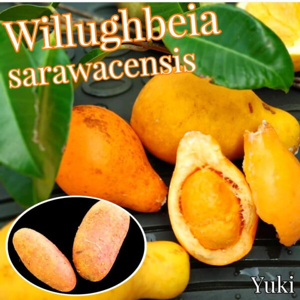 ウィラベア・サラワケンシス 種子×3[激レア熱帯果樹]Willughbeia sarawacensis ボルネオフルーツ！
